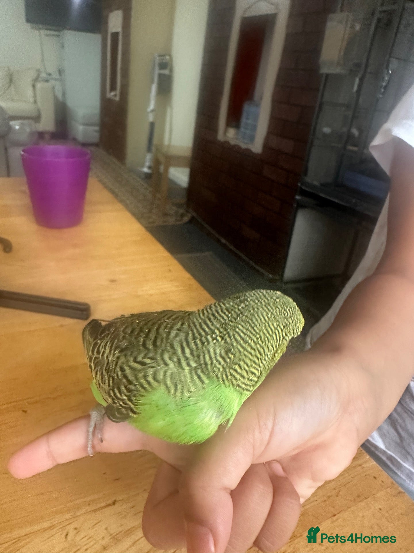 Budgerigars birds Lovely tamed baby budgie in Dagenham  - Advert 2