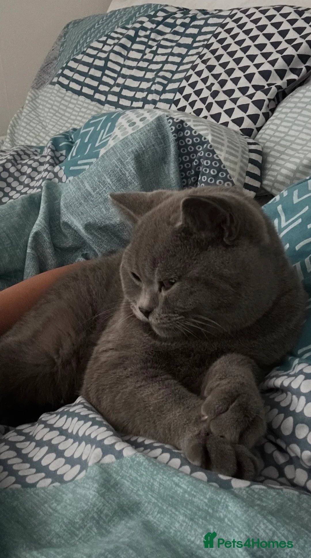 British Shorthair cats for sale: Bonded pair looking for a new home - Advert 7