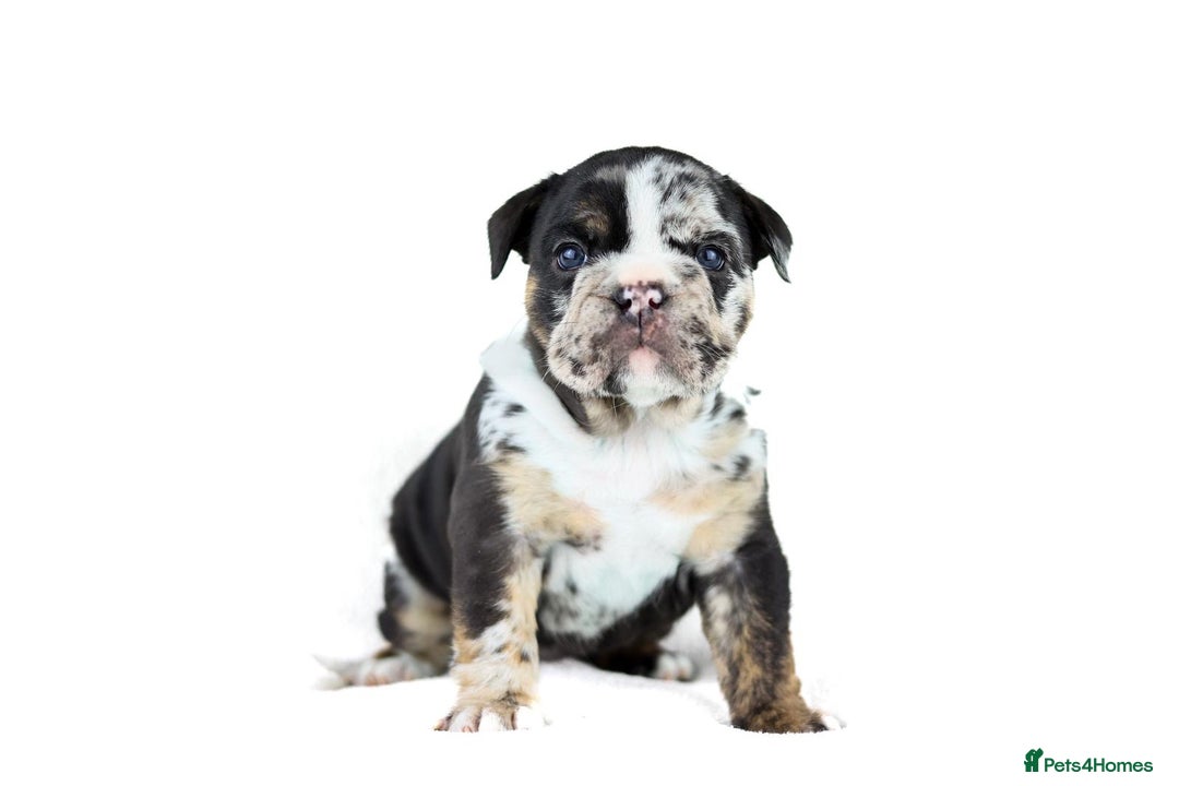 English Bulldog dogs for sale: Unreal English bull dogs  - Advert 12
