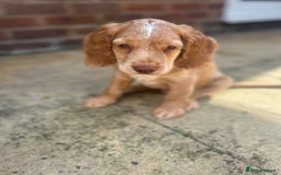 Cocker Spaniel dogs for sale: ONE LEFT - Ready to go - Beautiful Family-Raised - Image 13