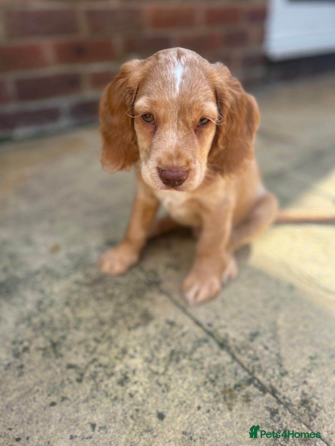 Cocker Spaniel dogs for sale: ONE LEFT - Ready to go - Beautiful Family-Raised - Image 13