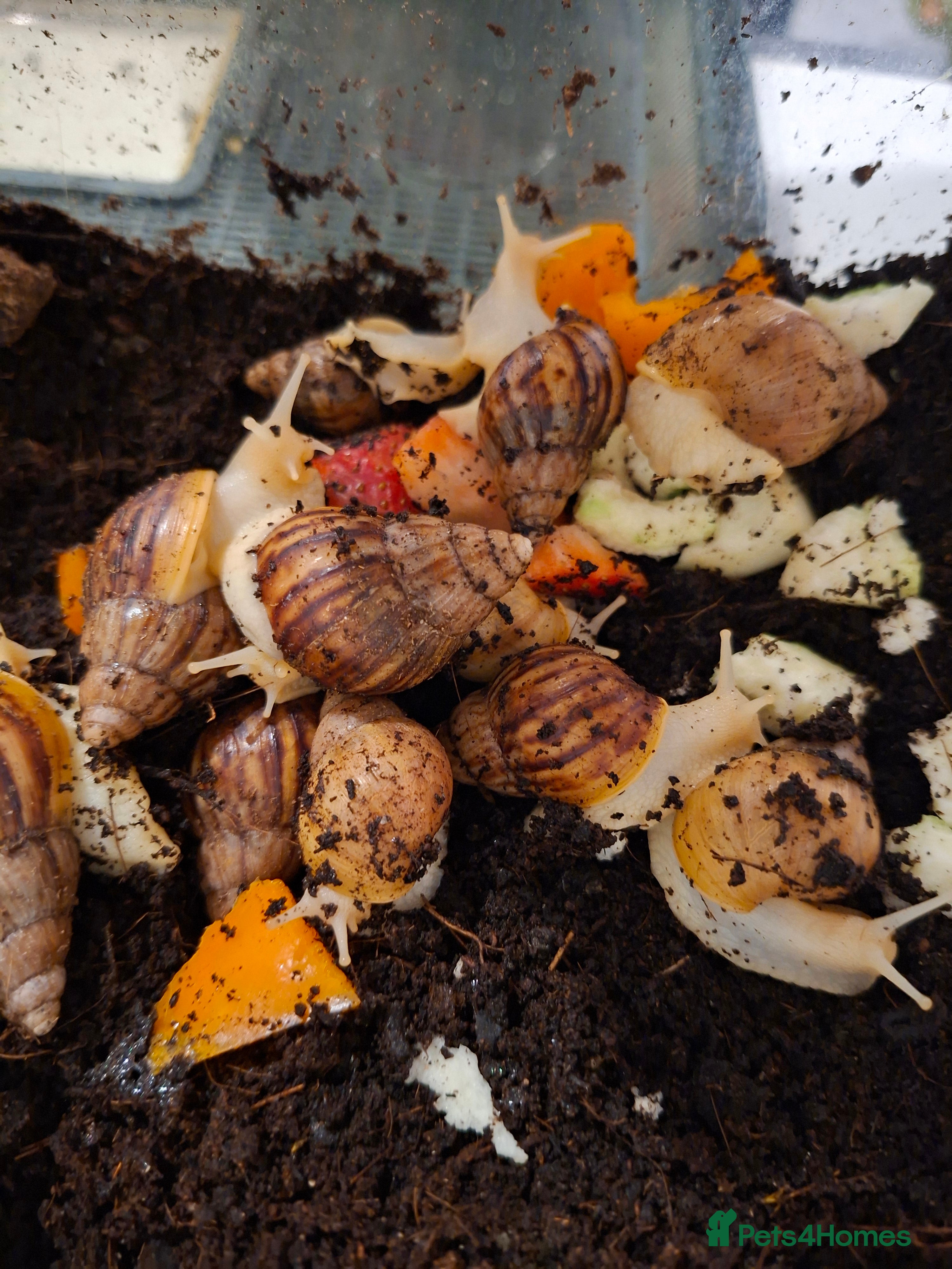 Snails invertebrates Baby African Giant Land Snails - Advert 3