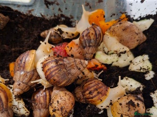 Snails invertebrates African Giant Land Snails - Advert 1
