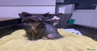 Sphynx cats in Canvey Island - Advert 4