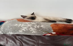 Ragdoll cats for sale: GCCF reg seal point ragdoll girl - Image 5