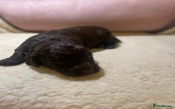 Cockapoo dogs for sale: Cockapoo pups  - Image 3
