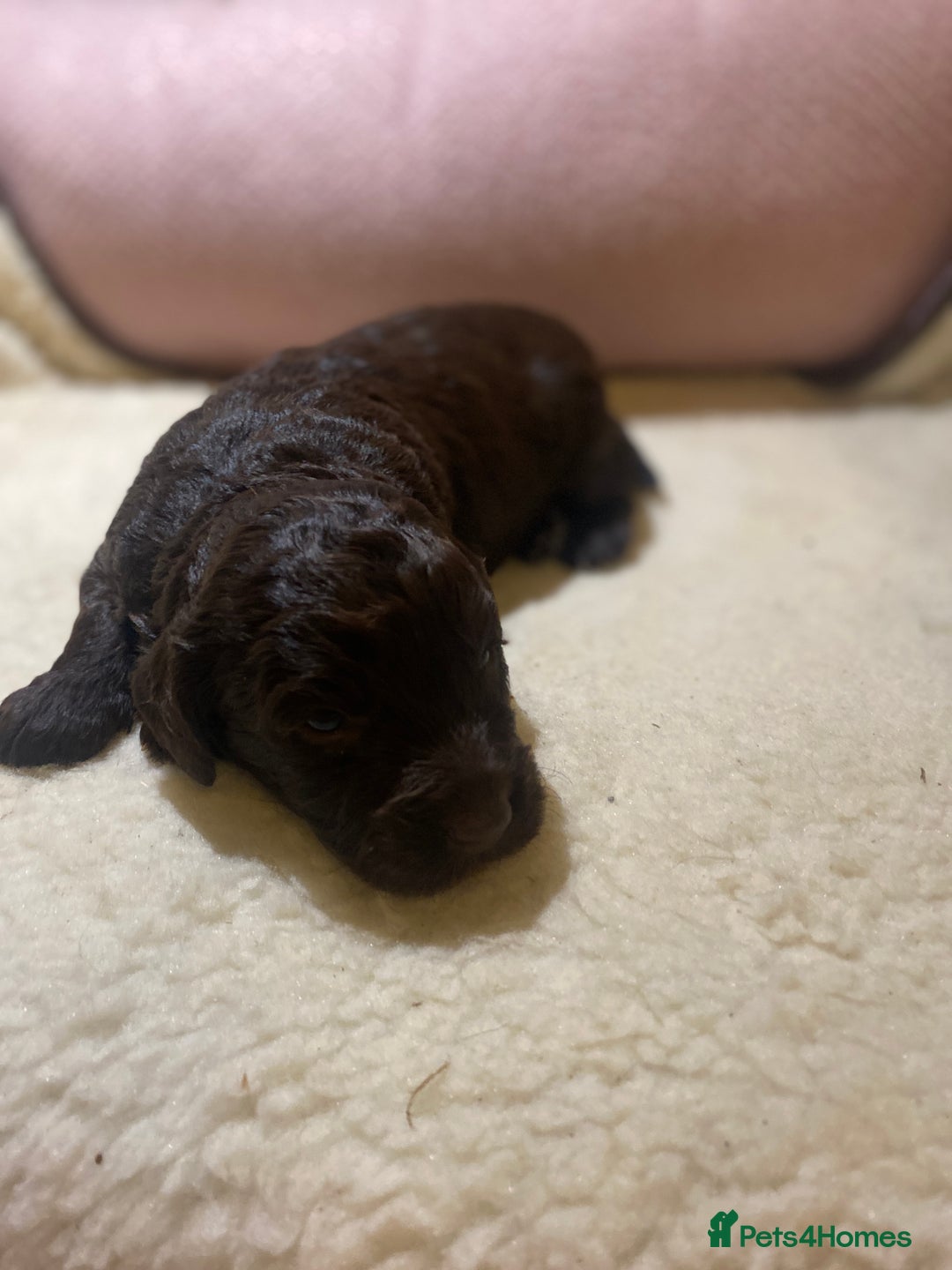 Cockapoo dogs for sale: Cockapoo pups  - Image 3