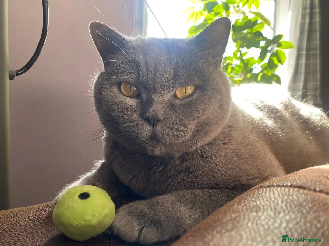 British Shorthair cats for adoption: Blu (House Cat/ Indoors)  - Advert 2