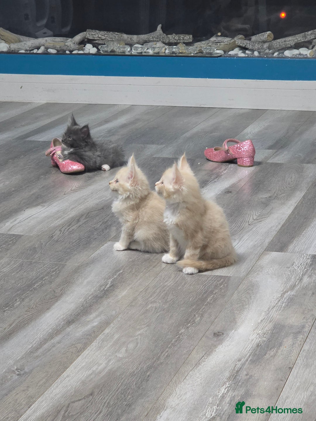 Maine Coon cats for sale: 4 adorable Main Coon kittens now available  - Advert 5
