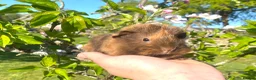 Guinea Pig rodents for sale: Guinea Pig Looking for their forever homes  - Advert 17