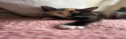 Mixed Breed cats for sale: 2 kittens 1 female 1 male  - Advert 2