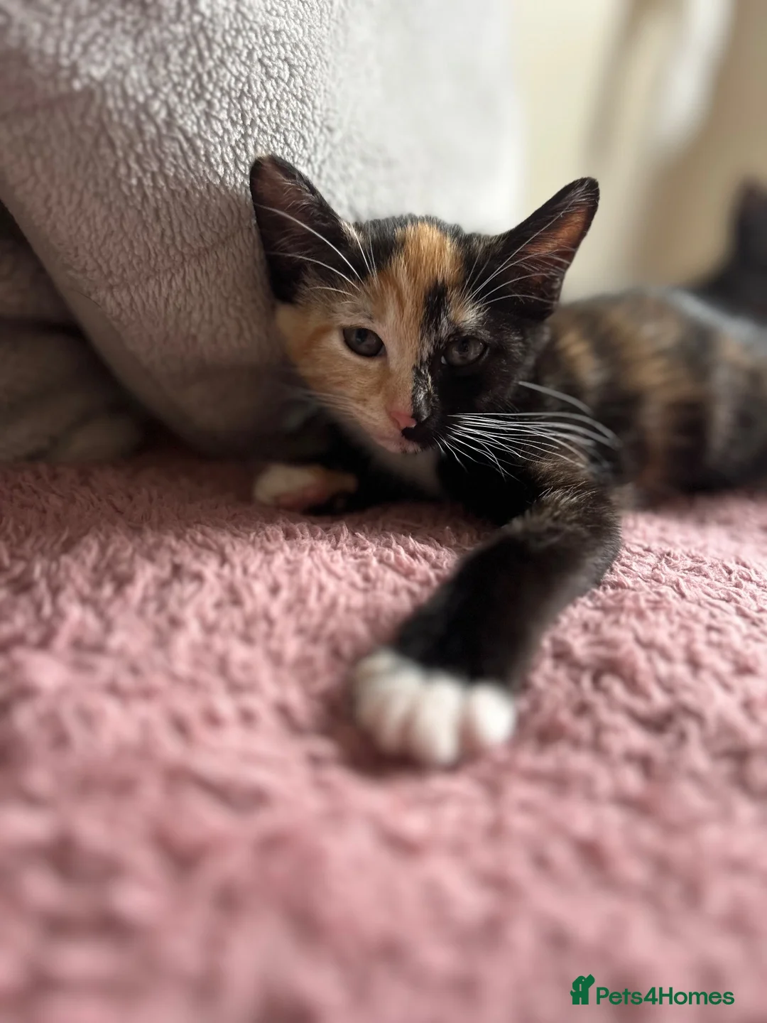 Mixed Breed cats for sale: 2 kittens 1 female 1 male  - Advert 2
