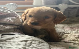 Cocker Spaniel dogs for sale: Beautiful puppies  - Advert 4
