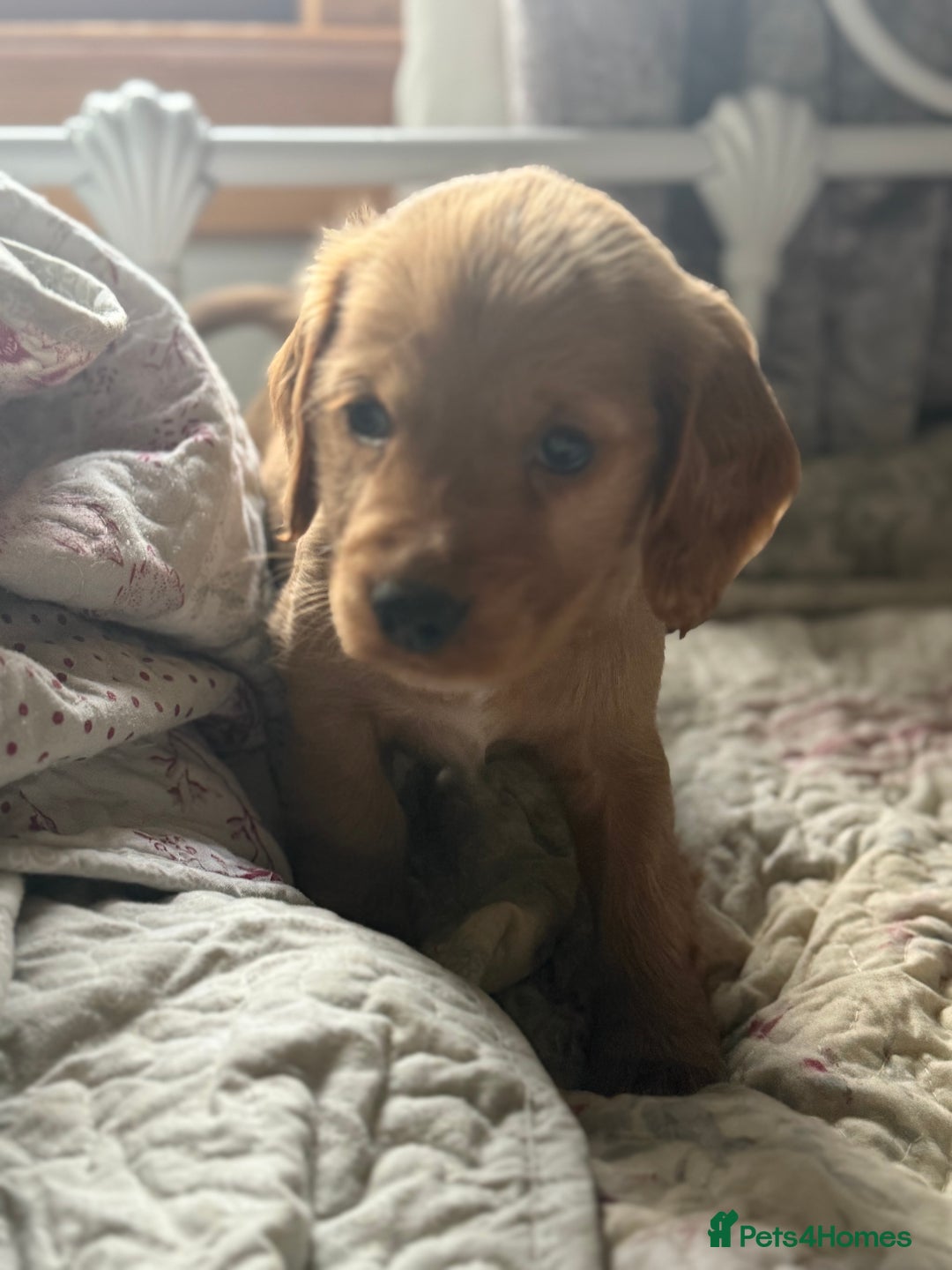 Cocker Spaniel dogs for sale: Beautiful puppies  - Advert 4
