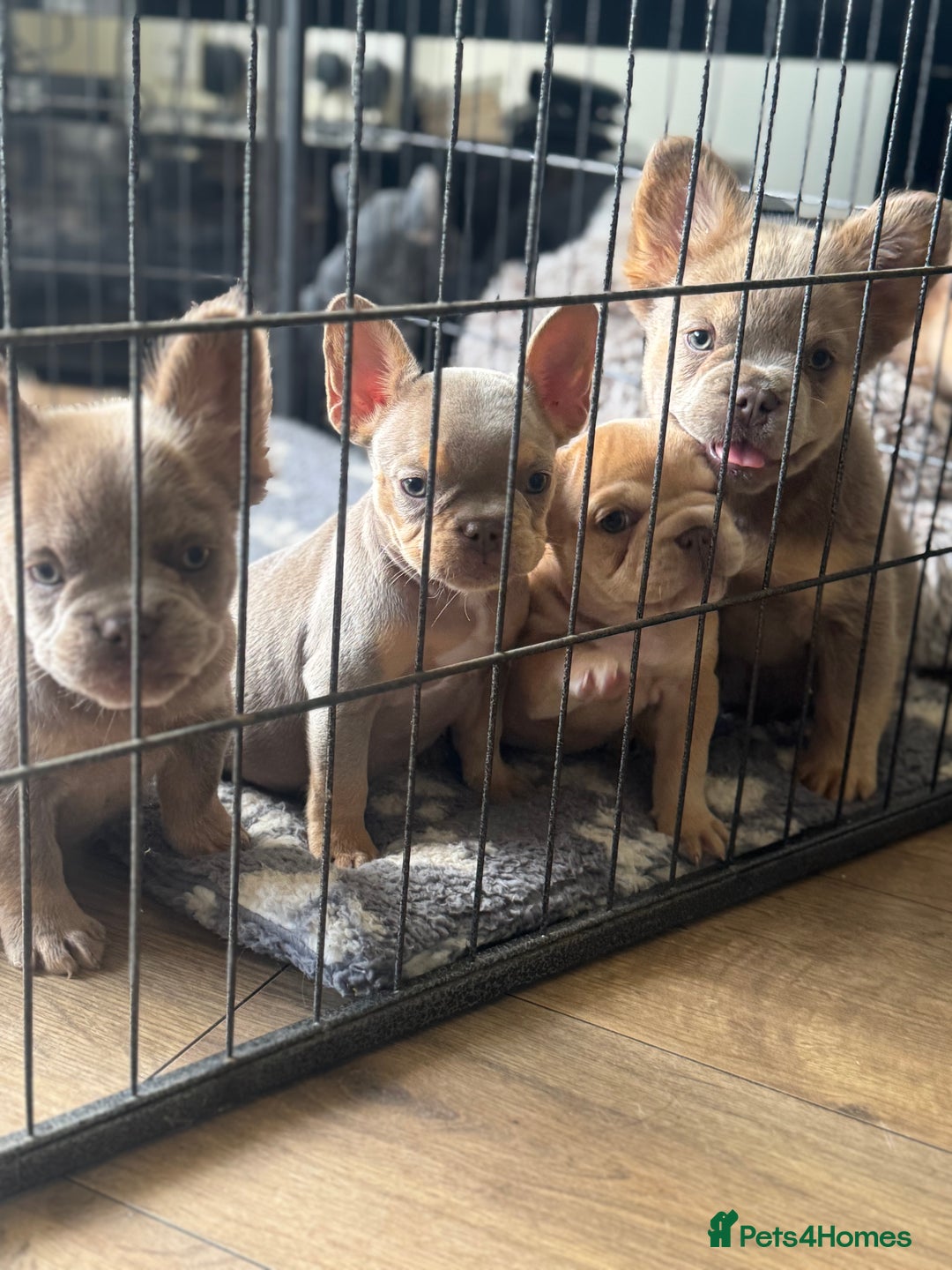 French Bulldog dogs for sale: Fluffy French Bulldog/DNA Tested Parents /Last boy - Image 21