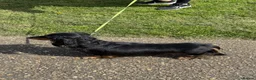 Miniature Dachshund dogs for sale: Lovely 6y old spayed girl - Advert 7