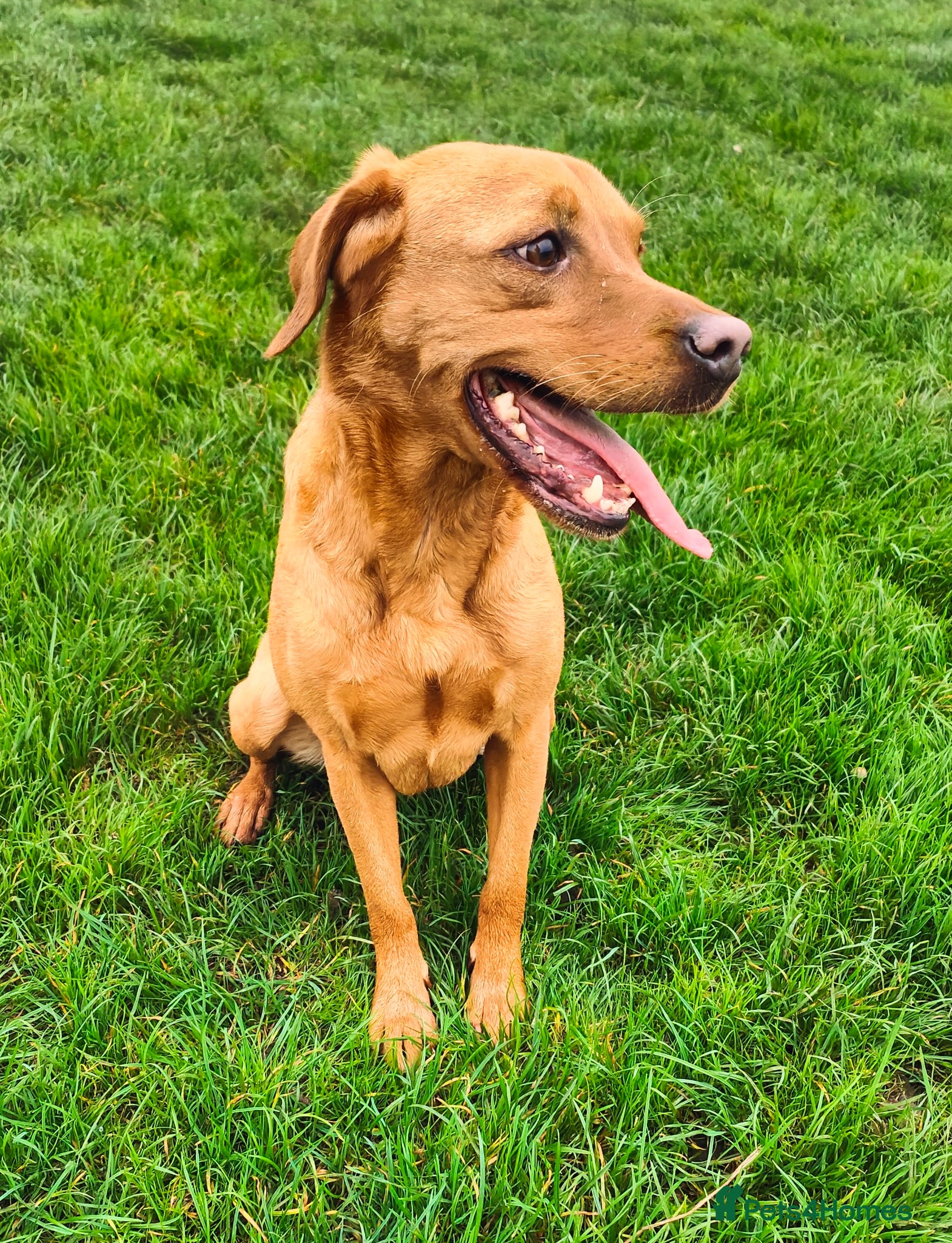 Labrador Retriever dogs Fox red Labrador puppies - Advert 7