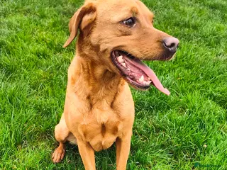 Labrador Retriever dogs Fox red Labrador puppies - Advert 7