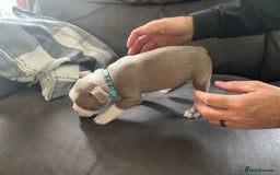 Boston Terrier dogs for sale: Boston terrier puppies - Image 37