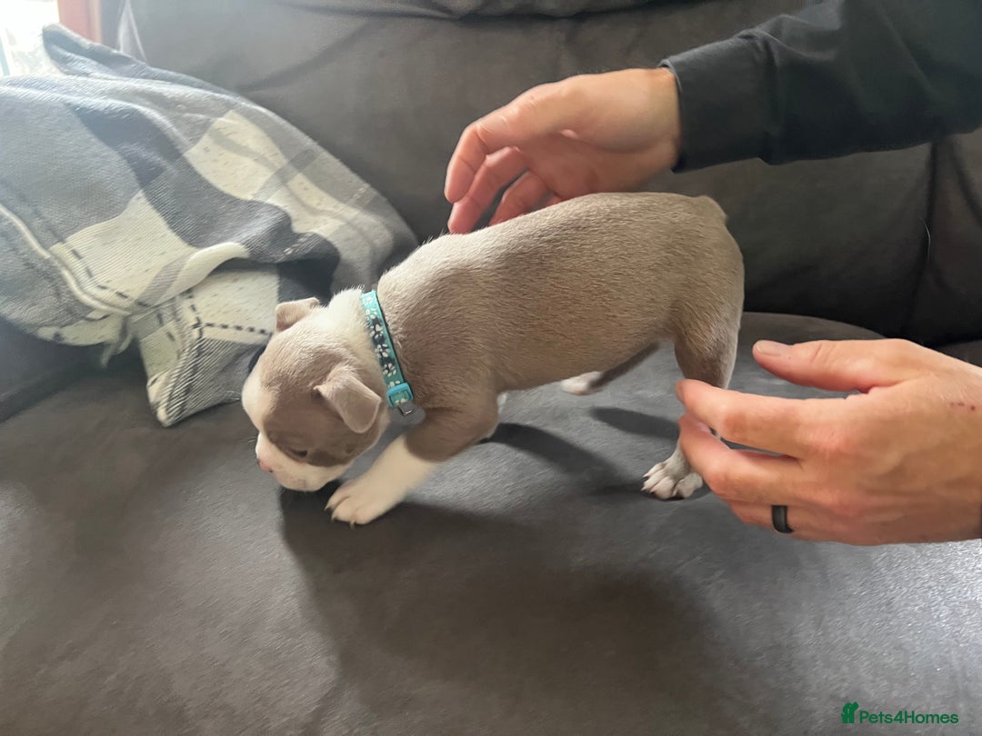 Boston Terrier dogs for sale: Boston terrier puppies - Image 37