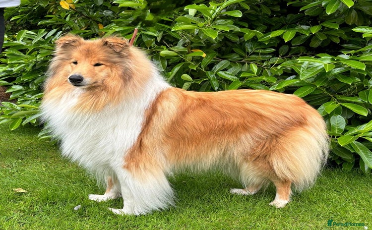 Rough Collie dogs - Advert 1
