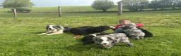 Mixed Breed dogs for sale: Stunning bordernese pups  - Advert 10