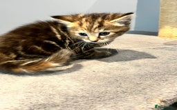 Mixed Breed cats for sale: Mixed kittens ginger calico tabby - Image 6