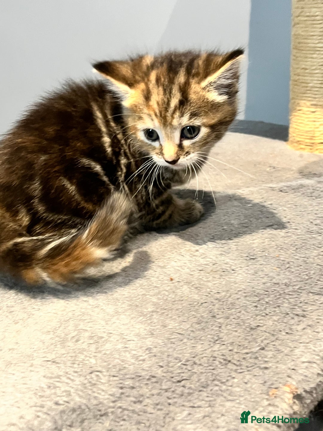Mixed Breed cats for sale: Mixed kittens ginger calico tabby - Image 6