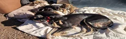 Mixed Breed dogs for sale: Beautiful lurcher puppies  in Rochford - Advert 1
