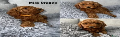 Labradoodle 3