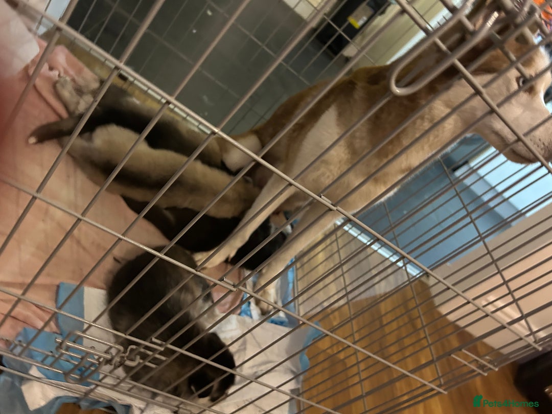 Shepsky dogs for sale: Puppies - Advert 1