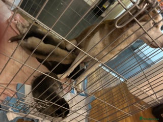 Shepsky dogs Puppies - Advert 1