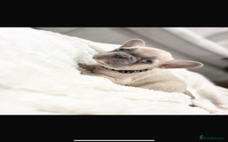 French Bulldog dogs for sale: French bulldog puppies  - Image 3