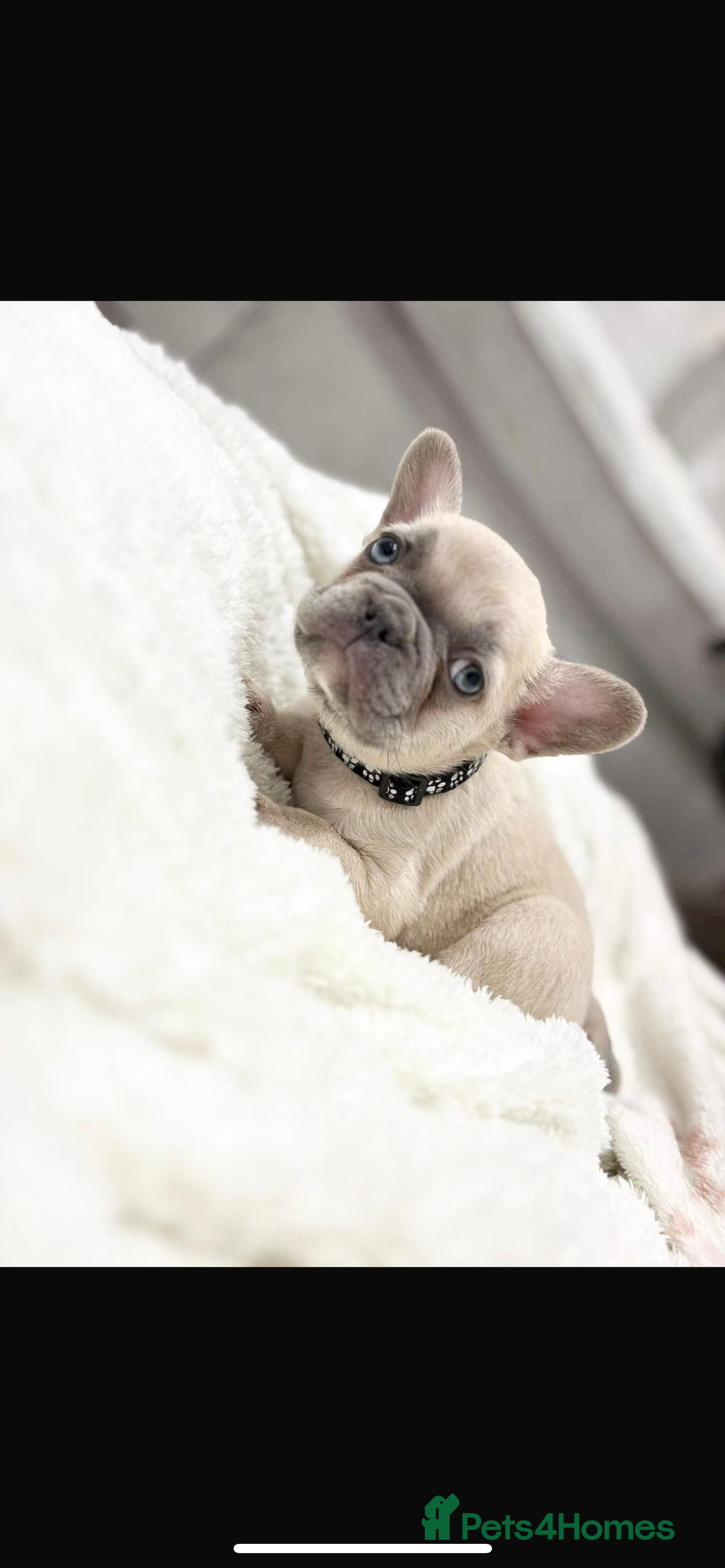 French Bulldog dogs for sale: French bulldog puppies  - Image 3