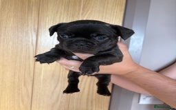 French Bulldog dogs for sale: Frenchies for sale - Image 2