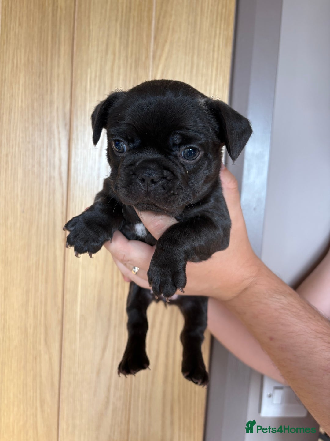 French Bulldog dogs for sale: Frenchies for sale - Image 2