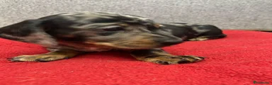 Miniature Dachshund 2