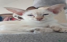 Siamese cats for sale: Pedigree Registered Siamese - 1 Girl remaining ♡ - Image 7
