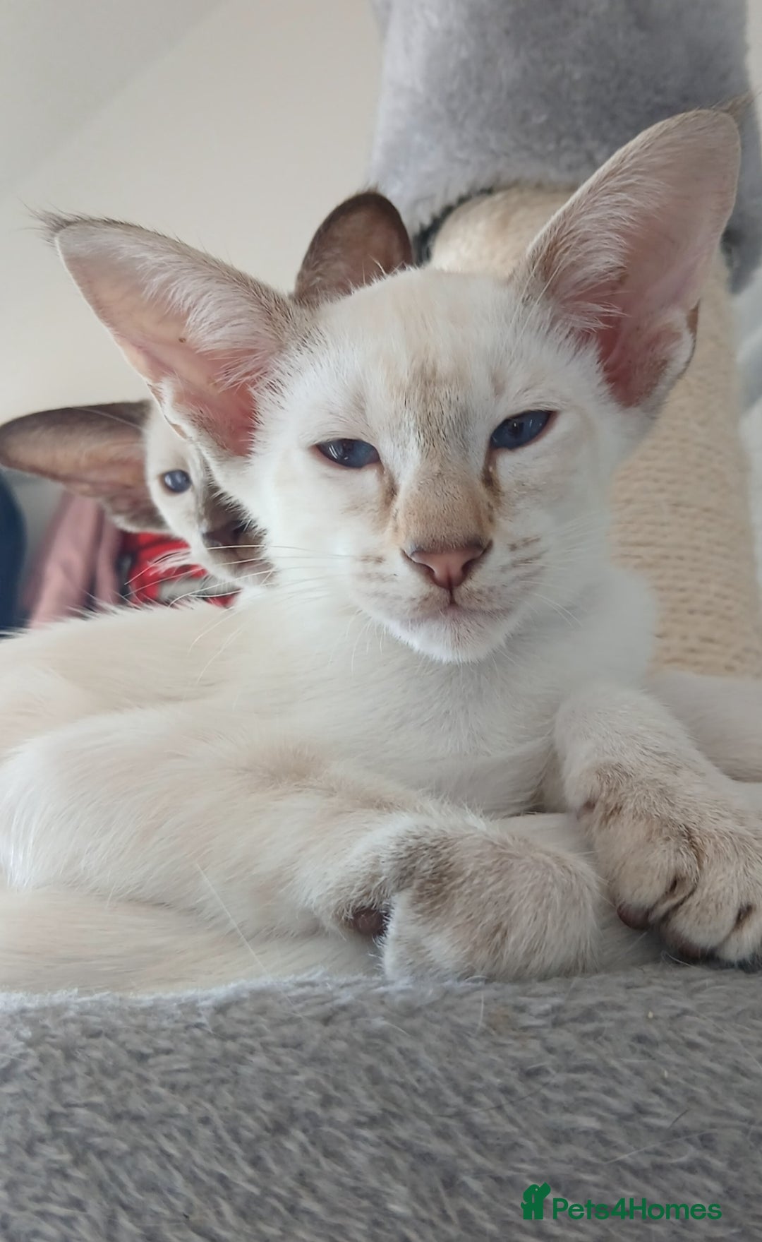Siamese cats for sale: Pedigree Registered Siamese - 1 Girl remaining ♡ - Image 7