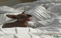 Sphynx cats for sale: Sphinx for sale Boy - Advert 2