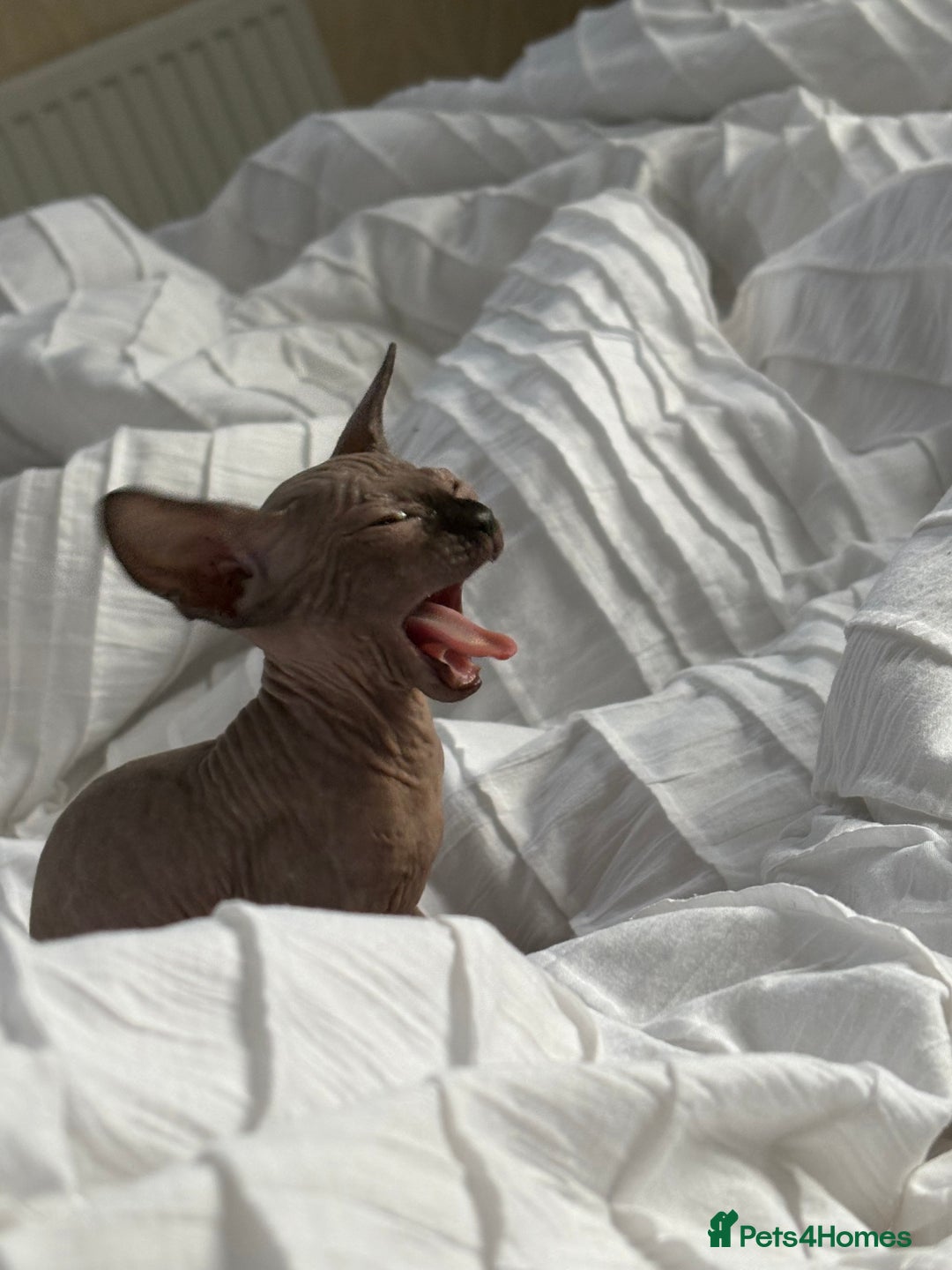 Sphynx cats for sale: Sphinx for sale Boy - Advert 2