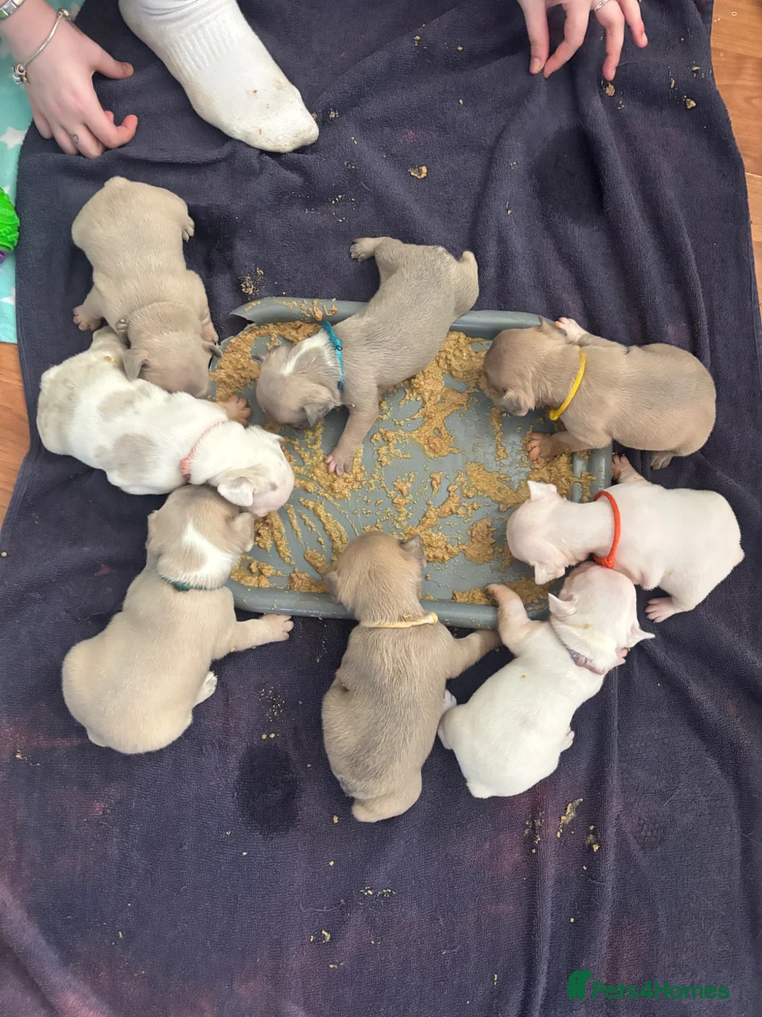 French Bulldog dogs for sale: Chunky French bulldogs  - Advert 2