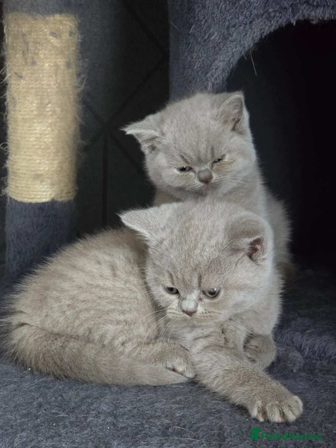 British Shorthair cats for sale: Milly & Molly GCCF BSH  kittens for sale  - Advert 1