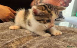 British Shorthair cats for sale: 4 beautiful little boys  - Image 10