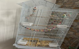 Budgerigars birds for sale: Budgie and cage for sale - Image 3