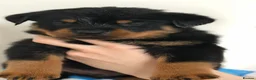 Rottweiler dogs for sale: Only 4 Beautiful Rottweiler Pups Ready in 2 weeks  - Advert 39