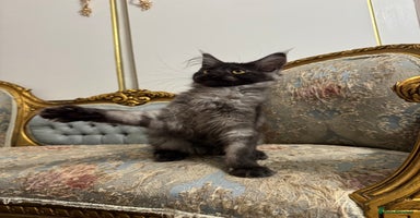 Maine Coon cats - Advert 6