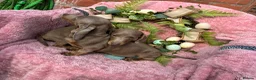 Miniature Dachshund dogs for sale: Minature Dachshund puppys  - Advert 7