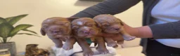 Cockapoo dogs for sale: Beautiful Multigen Cockapoo Puppies 🐶 - Advert 5