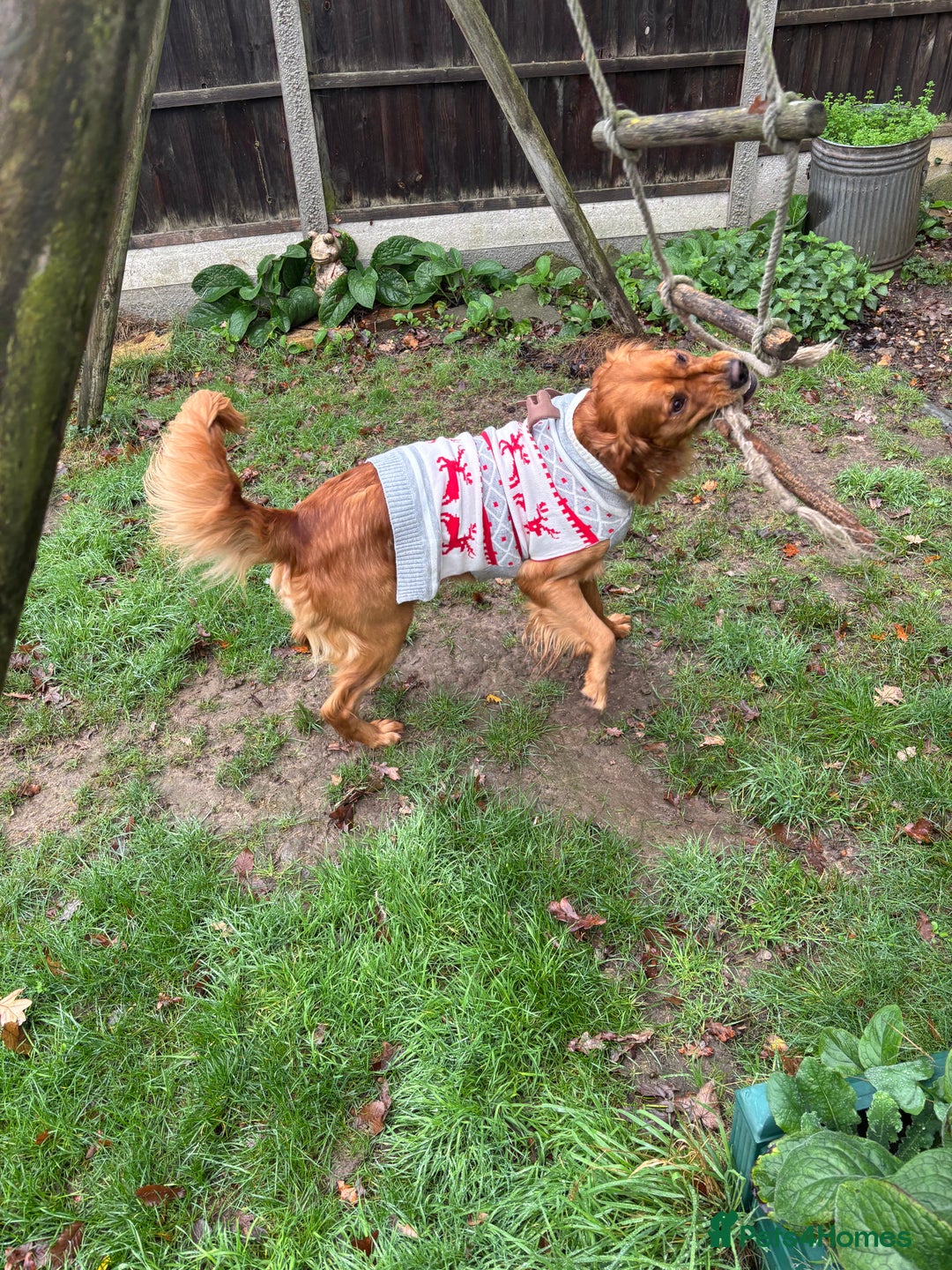 Golden Retriever dogs for stud: Handsome Golden Retriever for Stud - Advert 7